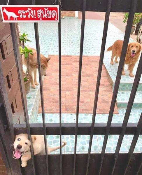 25 злобных собакенов, которых поставили охранять Интересное