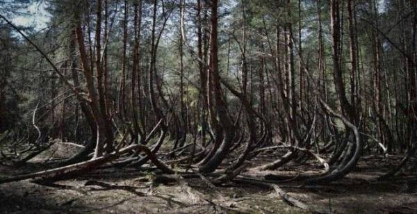 Семь самых страшных лесов планеты Интересное