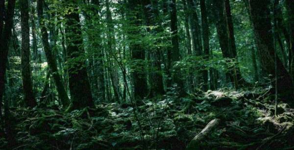 Семь самых страшных лесов планеты Интересное