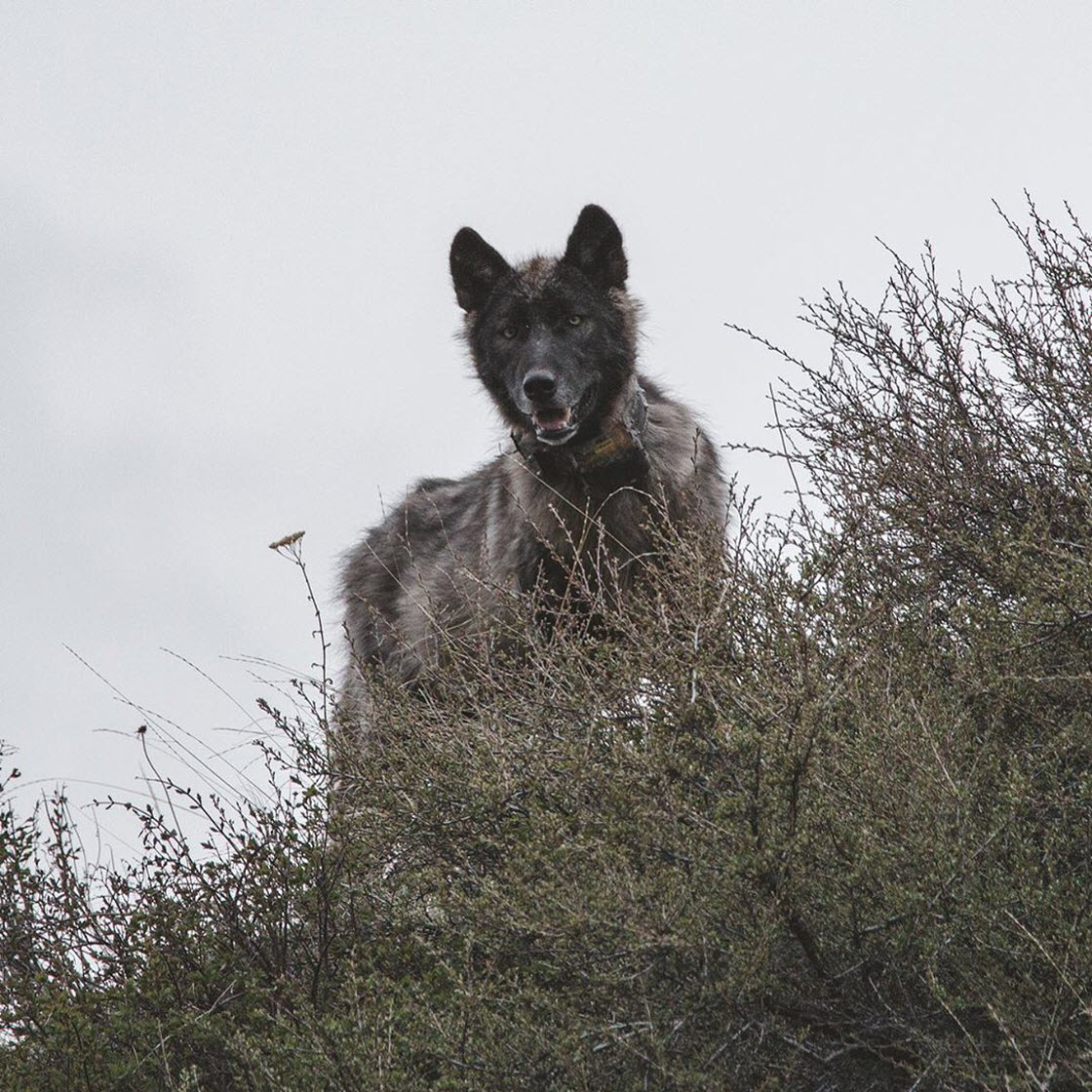 Дикие животные в Национальном парке Гранд-Титон животный мир,природа,животные,красота,парк