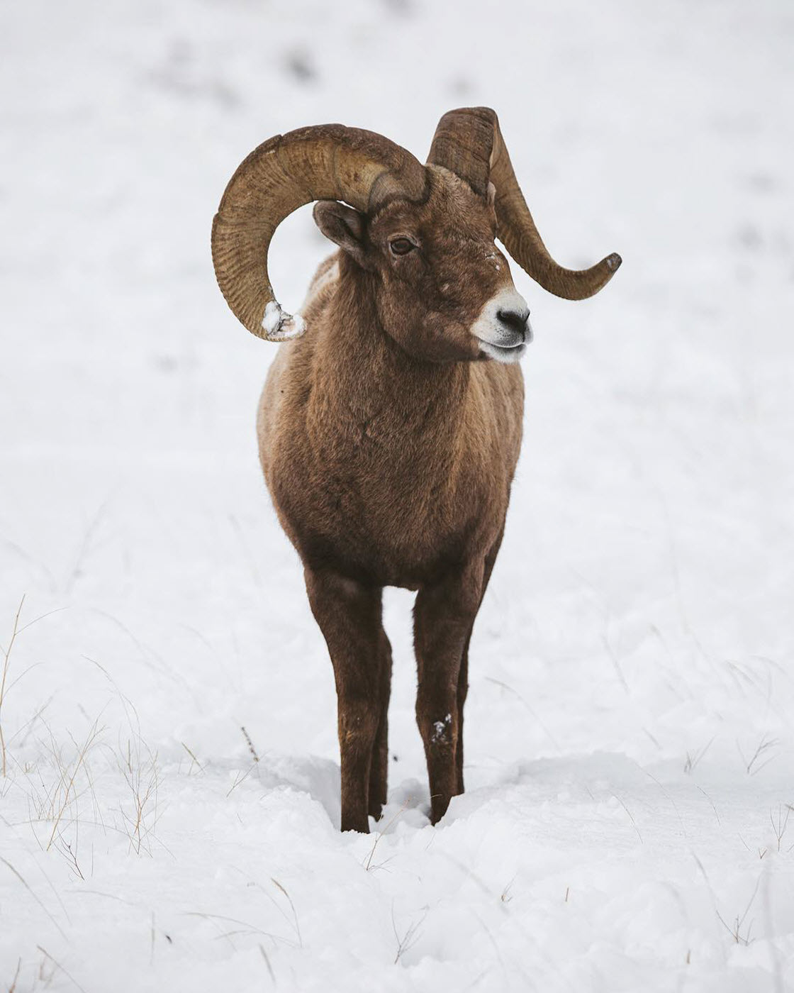 Дикие животные в Национальном парке Гранд-Титон животный мир,природа,животные,красота,парк