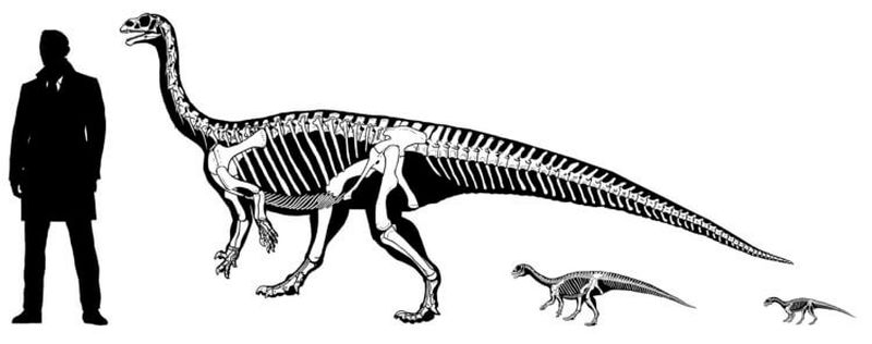 Детеныши динозавров ползали на четвереньках прямо как люди зверушки,живность,питомцы,Животные