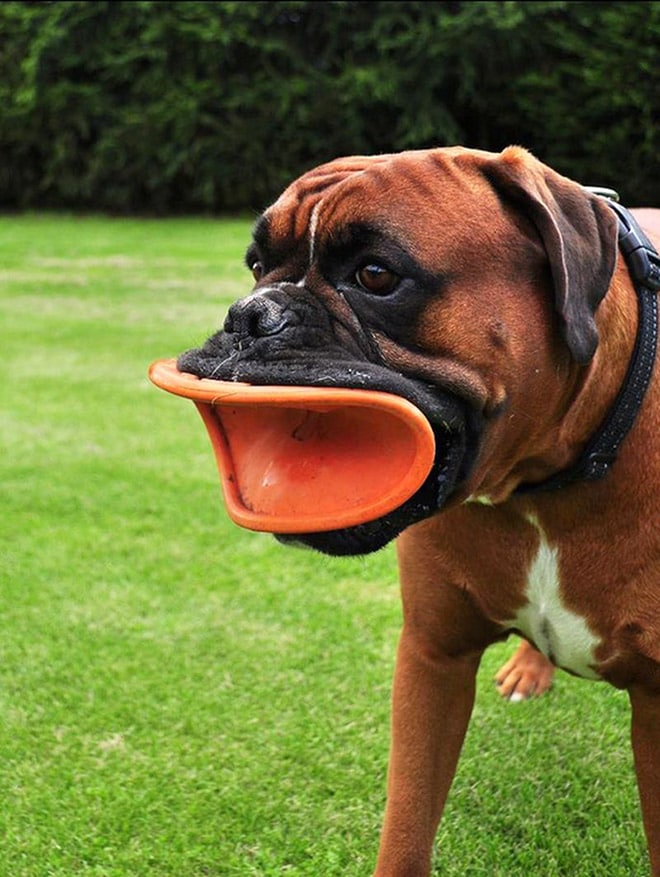 13 забавных фото собак, поймавших фрисби. В конце бонус! Приколы,игрушки,приколы,смешные фото,собаки