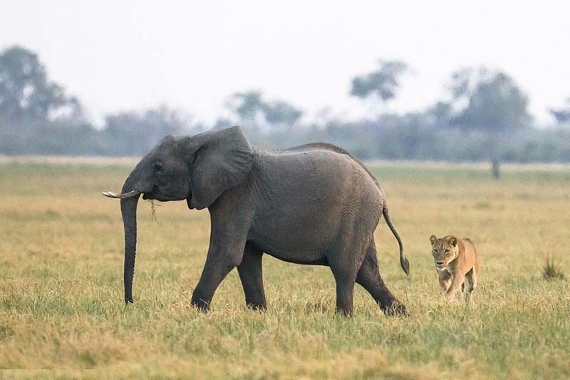 Стадо слонов смогло защитить своего юного сородича от группы голодных львов   Интересное