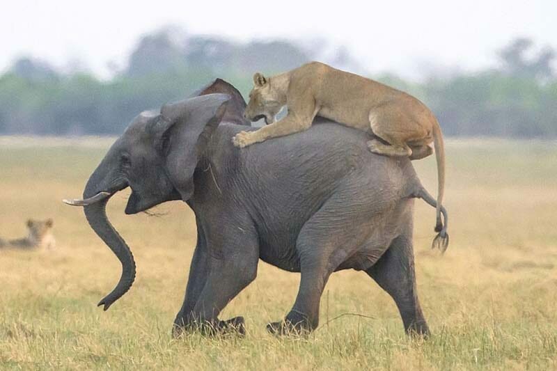 Стадо слонов смогло защитить своего юного сородича от группы голодных львов   Интересное
