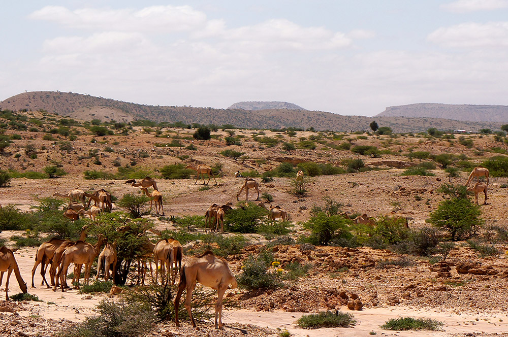 Фоторепортаж из Сомали : страна прекрасна, хотя и очень опасна путешествия,Сомали,фоторепортаж