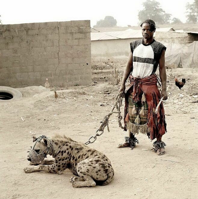 Приручение гиен в Африке Африка  ,гиены  ,животные,интересное,факты,  приручение  