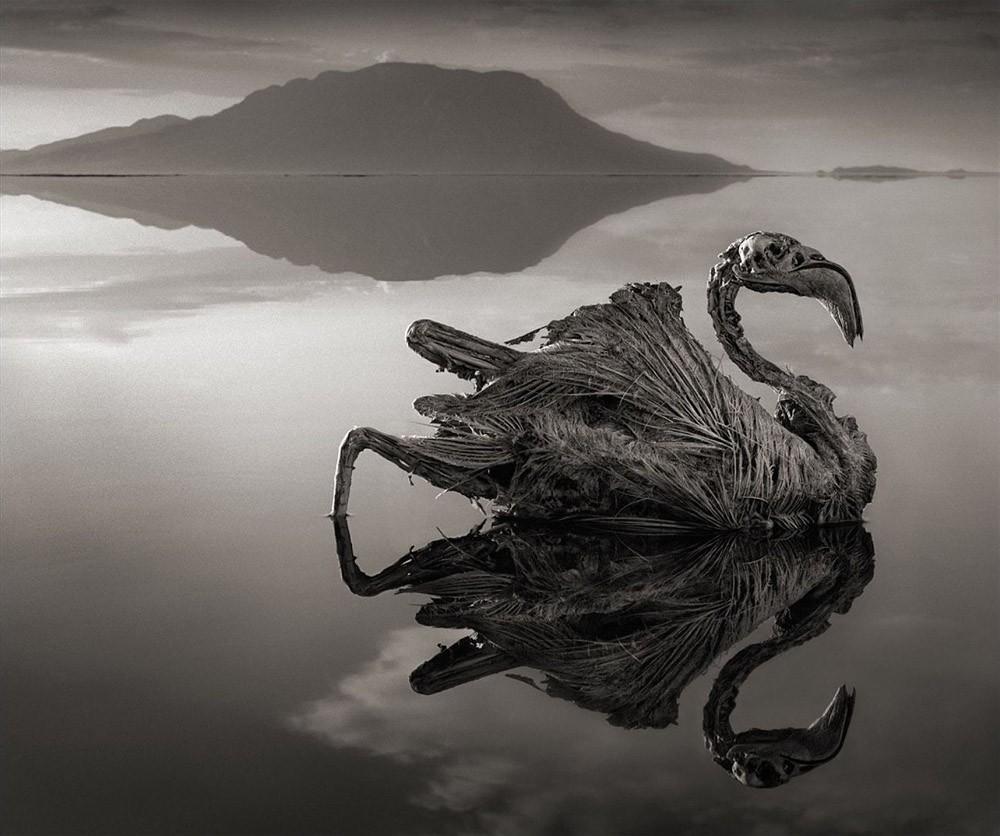 Природный феномен озера Натрон озеро,природа,Танзания,феномен